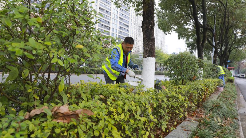 室内垂直绿化植物尺寸规格全解析**