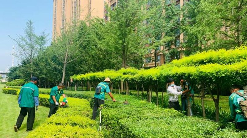 市政绿化用苗批发价格：揭秘影响因素与选购策略**